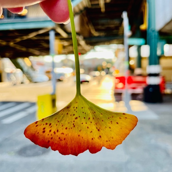 Zara Flower Boho Gold Pearl Dangle Big Long Drop Cocktail Earrings - Picture 8 of 13